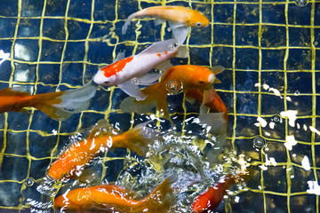 觀賞魚