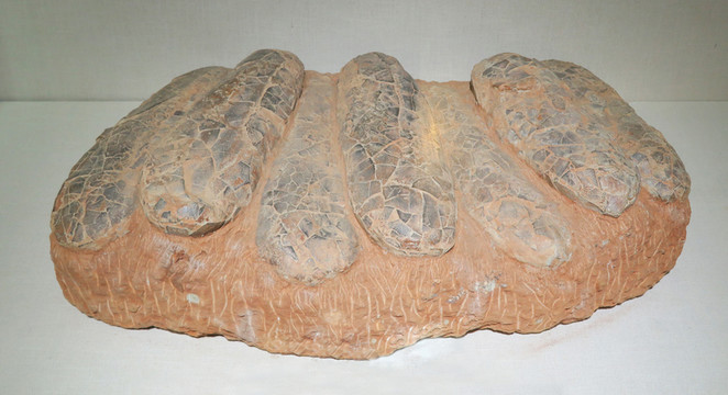 西峽巨型長形恐龍蛋化石