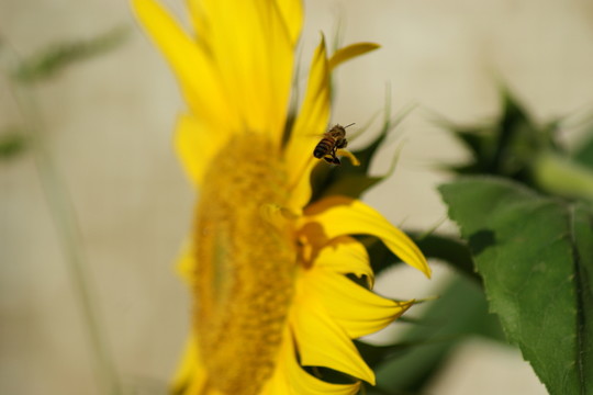 葵花 向日葵 向陽花 葵花籽