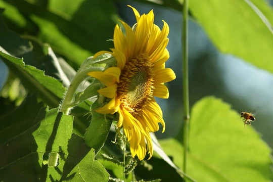葵花 向日葵 向陽花 葵花籽