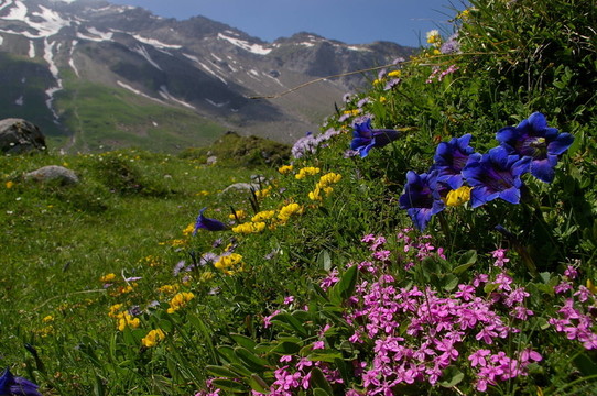 山上的花