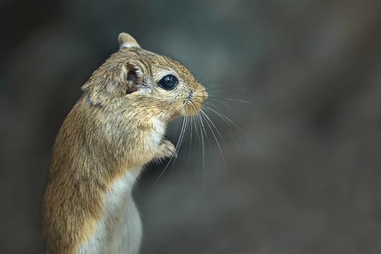 沙鼠