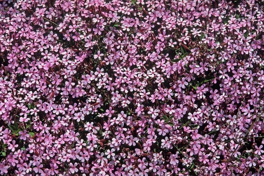 肥皂草OCYMOIDES，紅色的肥皂