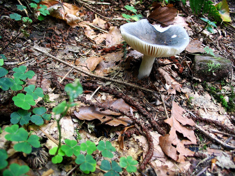 cyanoxantha