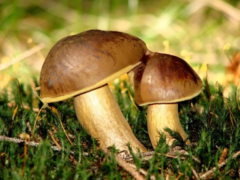 第一蘑菇