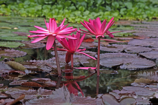花