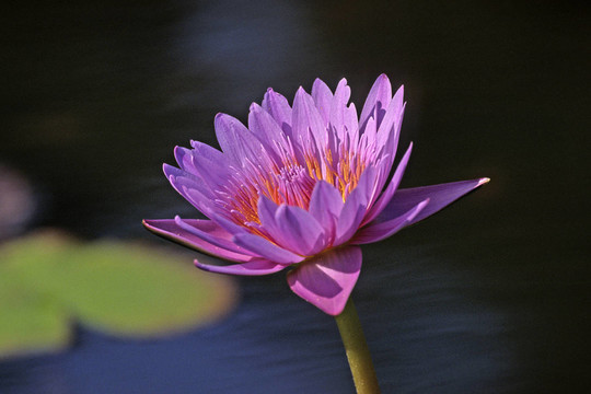 香水蓮花，睡蓮