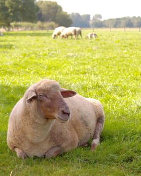 動物
