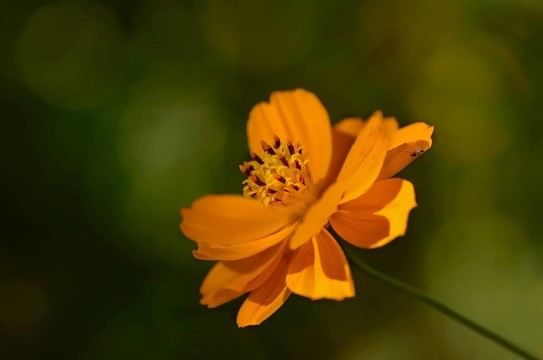 野生柑橘