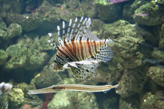 魚缸里的魚2
