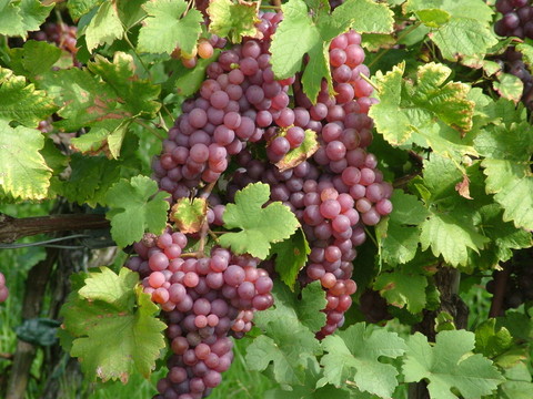traube 02