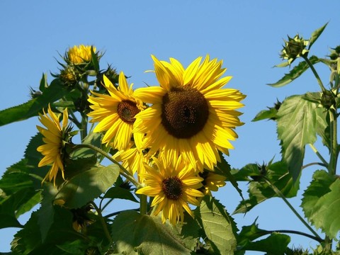 藍(lán)色的光芒