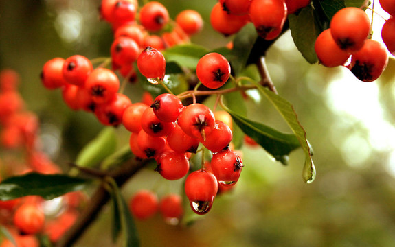 大海u200b \ u200bbuckthorn