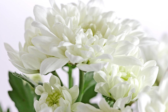 白菊花