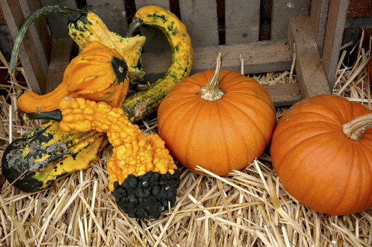 herbstbote