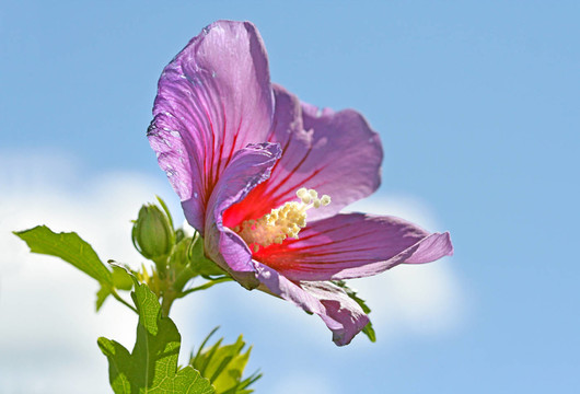 木槿