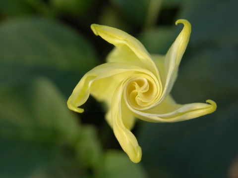 節(jié)瓜花