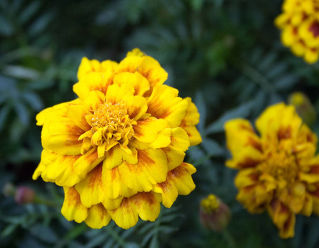 金盞花