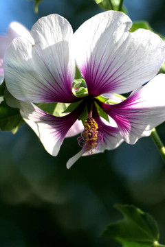 芙蓉花，掛