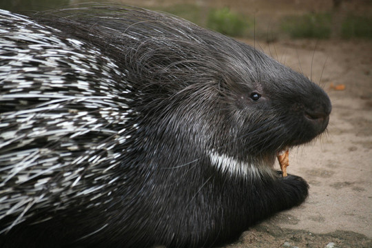 動物