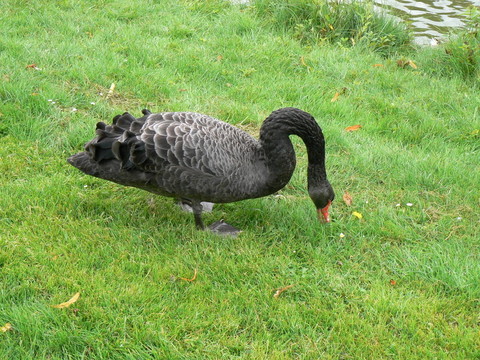 餓trauerschwan