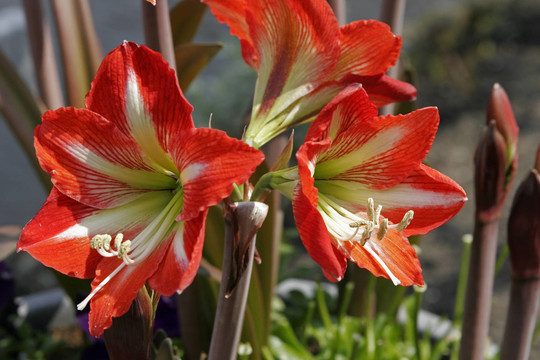 花