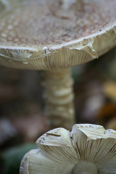 perlpilze