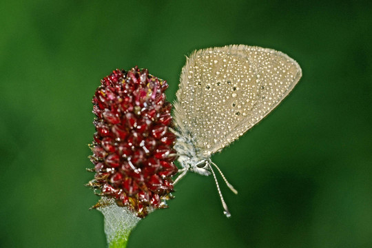 Maculinea nausithous，青鳥的露珠