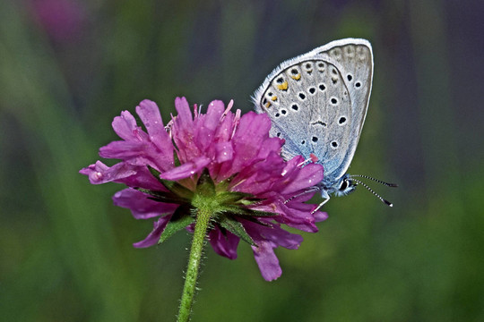 蝴蝶Polyommatus