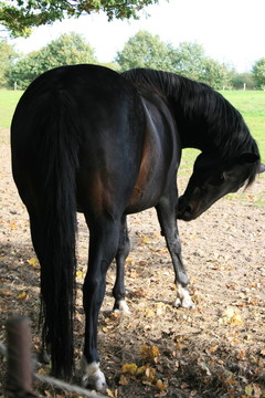 馬