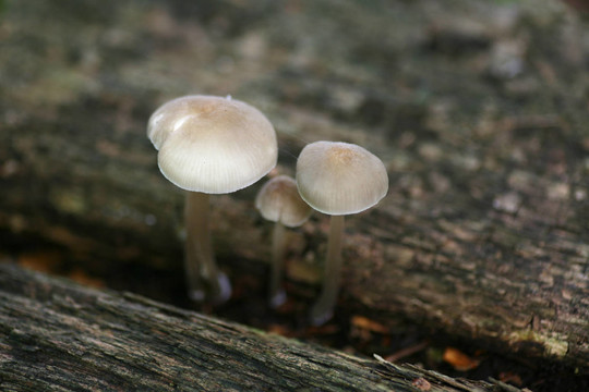 木