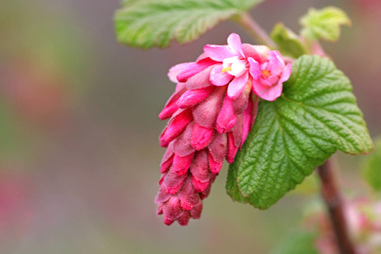 開花