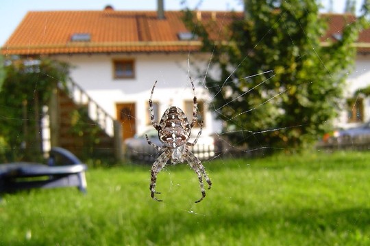 kreuzspinne