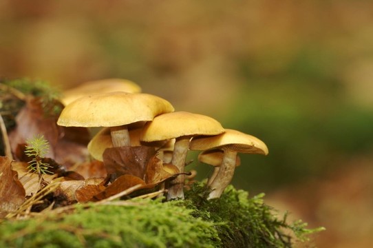 金針菇