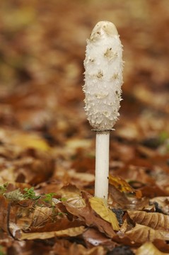 schopftintling