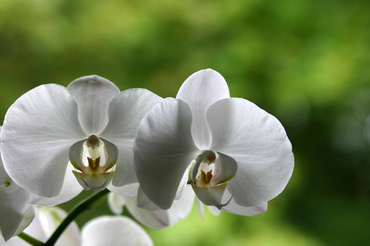 白蘭花