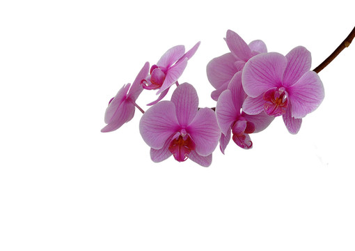 蘭花