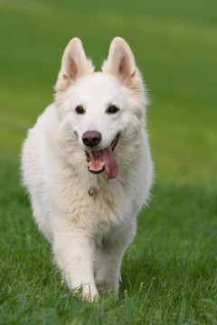 白色德國牧羊犬