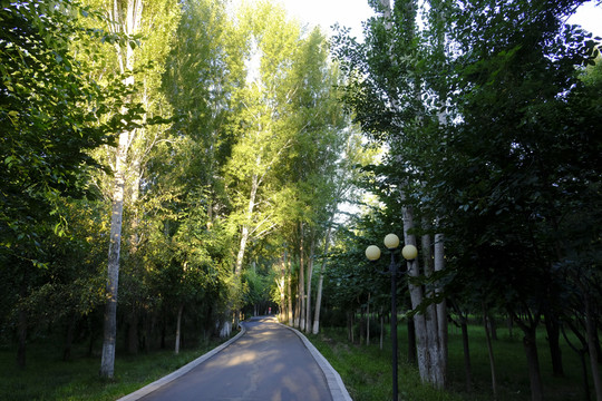 林蔭道