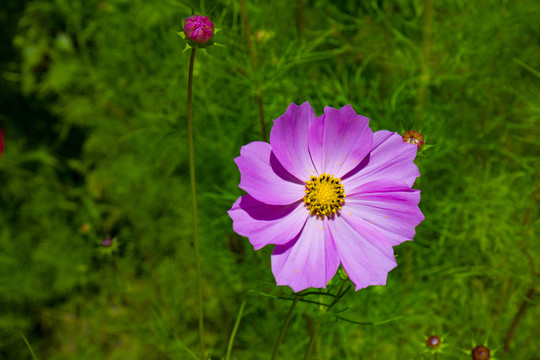 格桑花