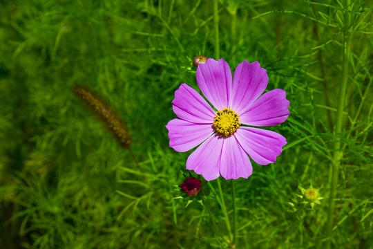 格桑花