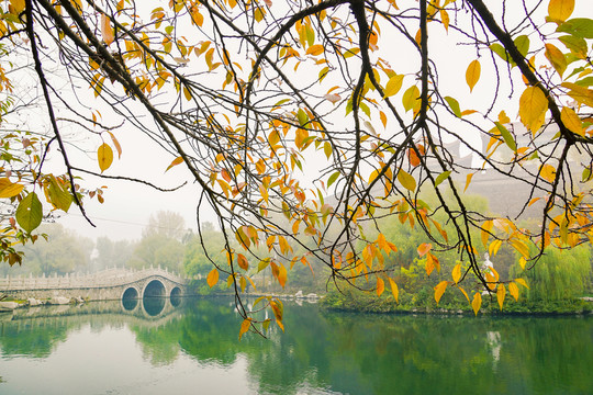 櫻花樹枝葉