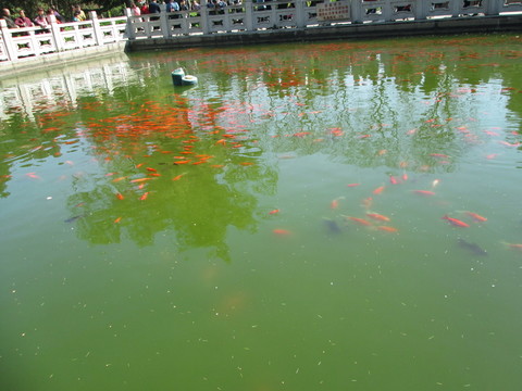 綠塘紅鯉魚