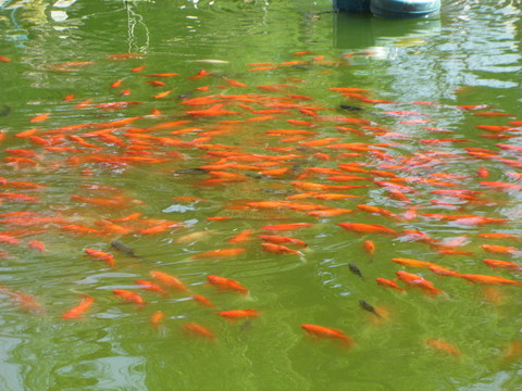 綠塘紅鯉魚(yú)