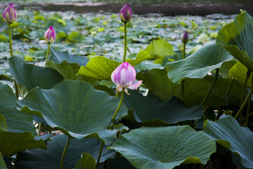 池塘荷花