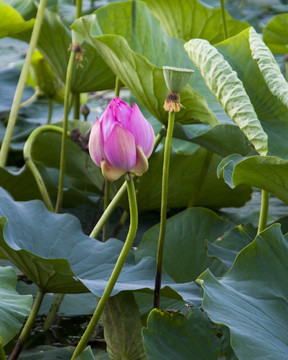 池塘荷花