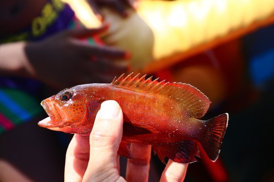野生紅石斑
