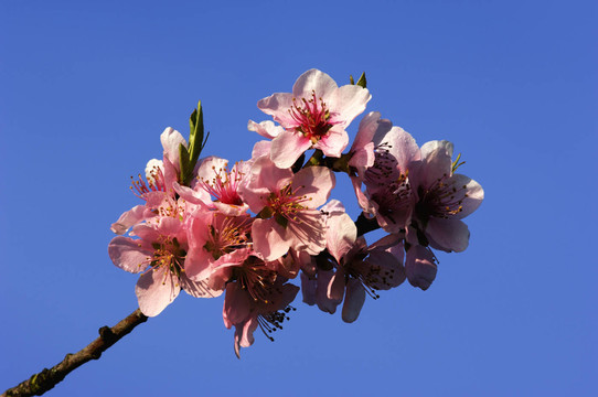 櫻花