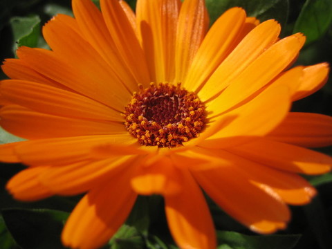 非洲菊