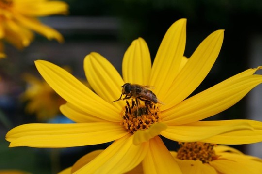 蜜蜂與花2